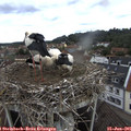09_30-nest.jpg