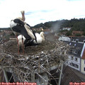 09_35-nest.jpg