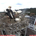 09_40-nest.jpg