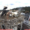09_45-nest.jpg