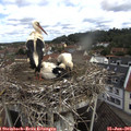 09_50-nest.jpg