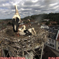 09_55-nest.jpg