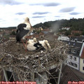 10_00-nest.jpg