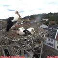 10_05-nest.jpg