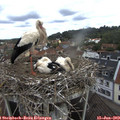 10_10-nest.jpg