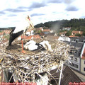 10_15-nest.jpg