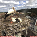 10_20-nest.jpg