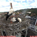 10_25-nest.jpg