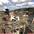 10_30-nest.jpg
