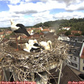 10_40-nest.jpg