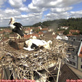 10_45-nest.jpg