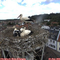 10_55-nest.jpg