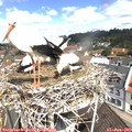 11_00-nest.jpg