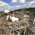 11_05-nest.jpg