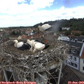 11_10-nest.jpg