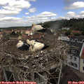 11_20-nest.jpg