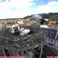 11_25-nest.jpg