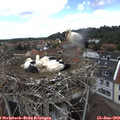 11_30-nest.jpg