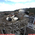 11_35-nest.jpg