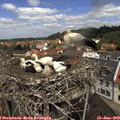 11_40-nest.jpg