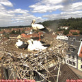 11_45-nest.jpg
