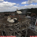 11_50-nest.jpg