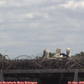 12_15-mast.jpg