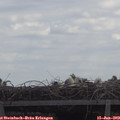 12_20-mast.jpg