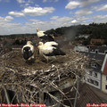 12_30-nest.jpg