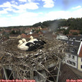 12_40-nest.jpg