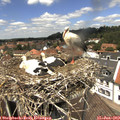 13_00-nest.jpg