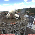 13_05-nest.jpg