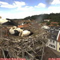 13_10-nest.jpg