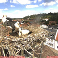 13_15-nest.jpg
