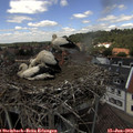 13_25-nest.jpg