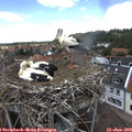 13_30-nest.jpg