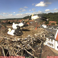 13_45-nest.jpg