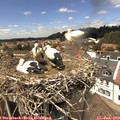 13_50-nest.jpg