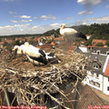 13_55-nest.jpg