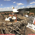 14_00-nest.jpg