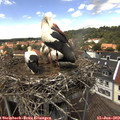 14_05-nest.jpg