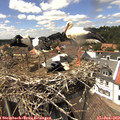 14_30-nest.jpg