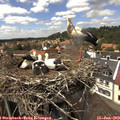 14_35-nest.jpg