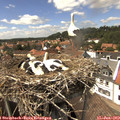14_50-nest.jpg
