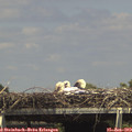 14_55-mast.jpg