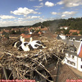 14_55-nest.jpg