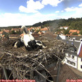 15_00-nest.jpg