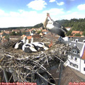 15_05-nest.jpg