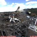 15_10-nest.jpg
