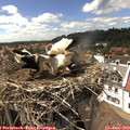 15_20-nest.jpg